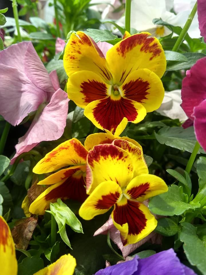 Tree & Shrub Care for Green City Landscape and Lawn Care LLC in Mesquite, TX