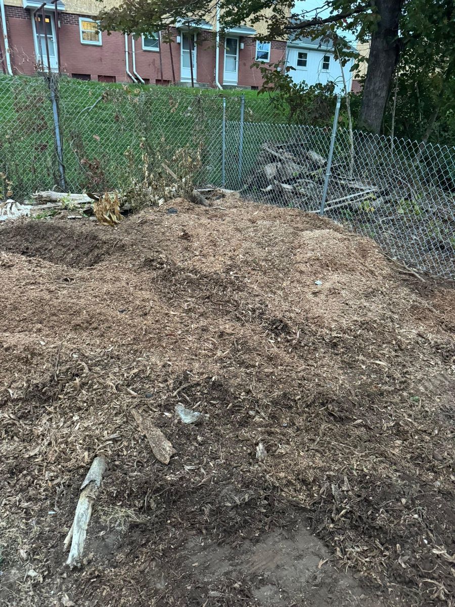 Stump Removal for Jills Stump Grinding and Firewood in Shelton, CT