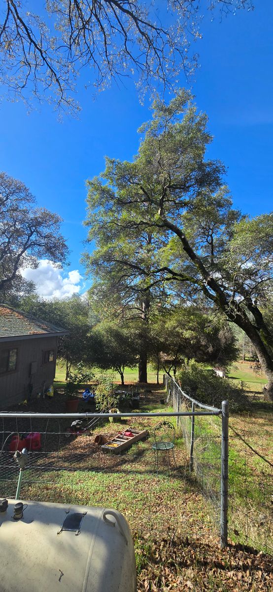 Hazardous Tree Services for George Staddan's Professional Tree Care in Placerville, CA