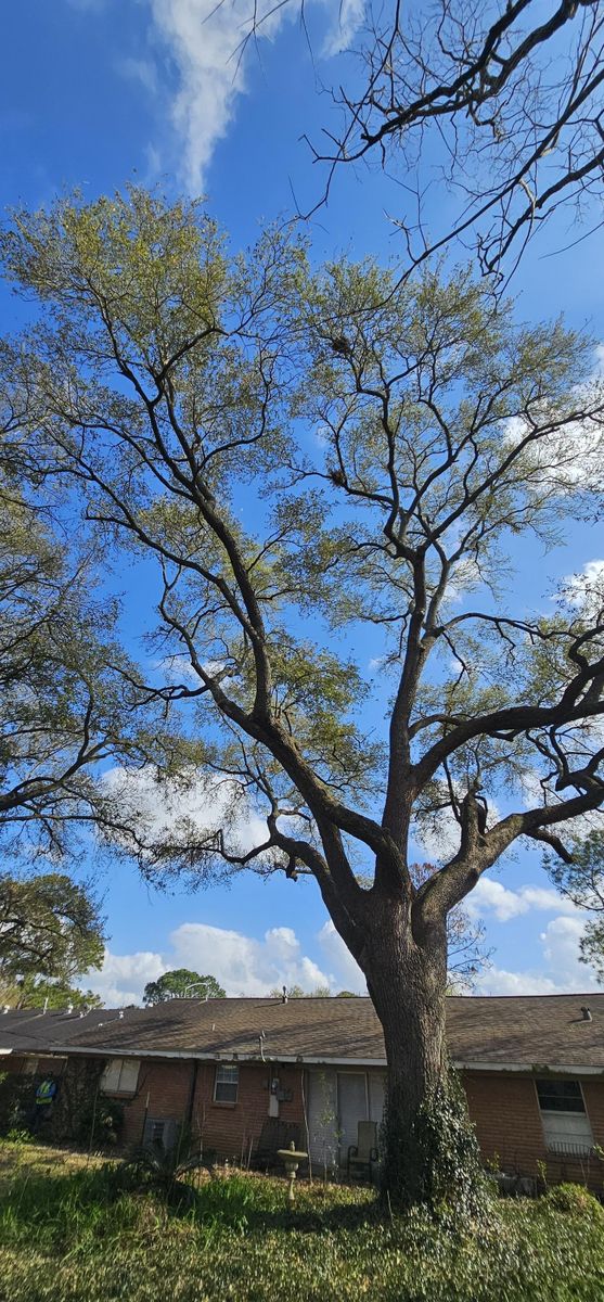Tree Trimming for Servin's Tree Care  in Houston, TX
