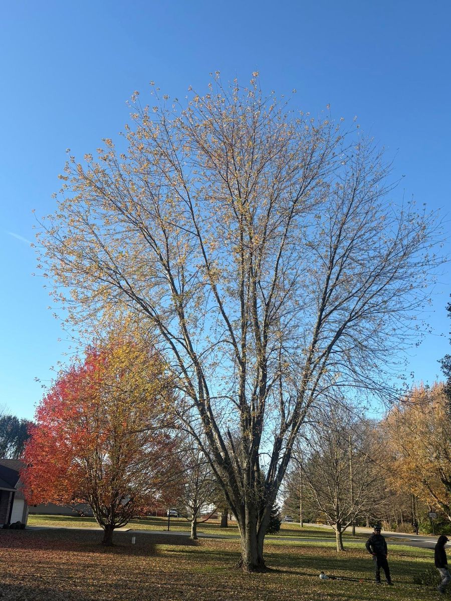Tree Trimming for Dig-It Tree Company in Mason, OH