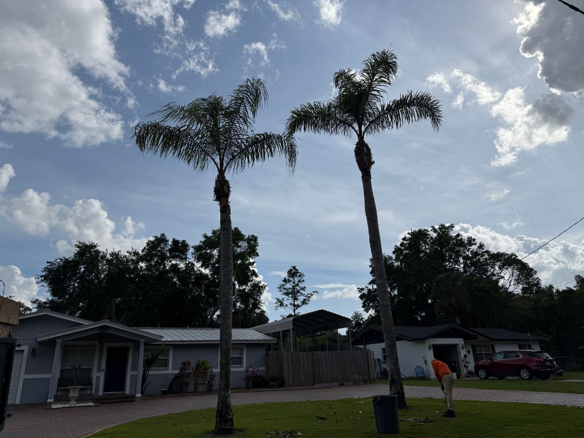 Tree Pruning for Amerigrown Tree And Lawn in Apopka, FL