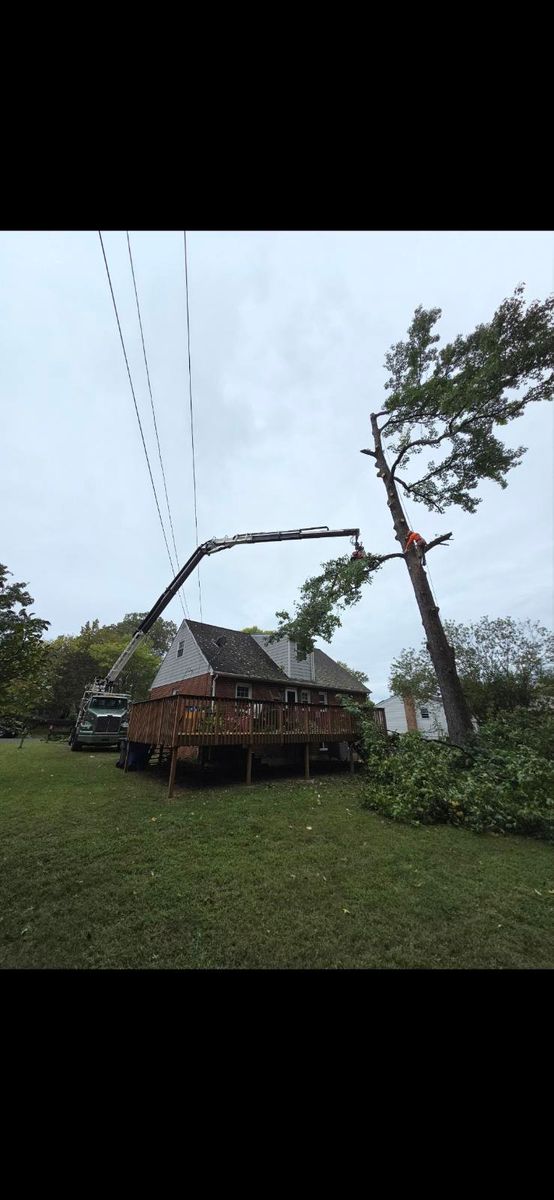 Tree Removal for Alexander's Tree Service  in Newburg,  MD