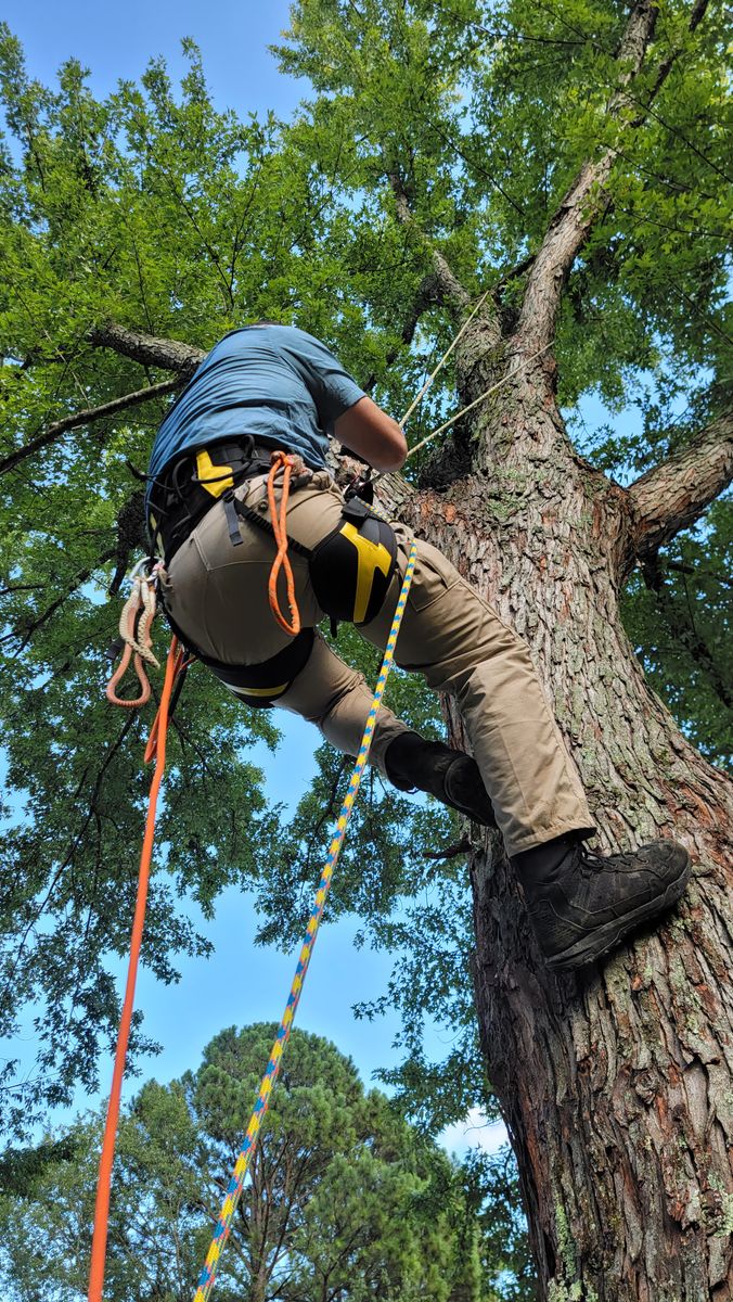 Tree Removal for Affordable Tree Service TN in White House, TN