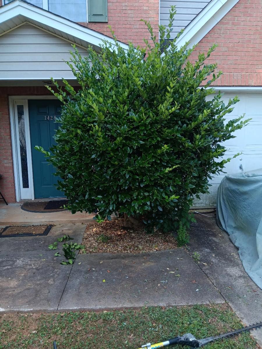 Shrub Trimming for Worsham Landscaping and Pressure Washing LLC in Social Circle, GA