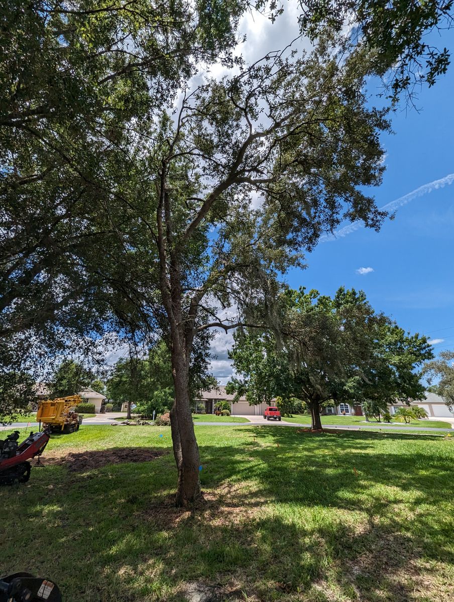 Stump Removal for Regal Tree Service and Stump Grinding in Wauchula, FL