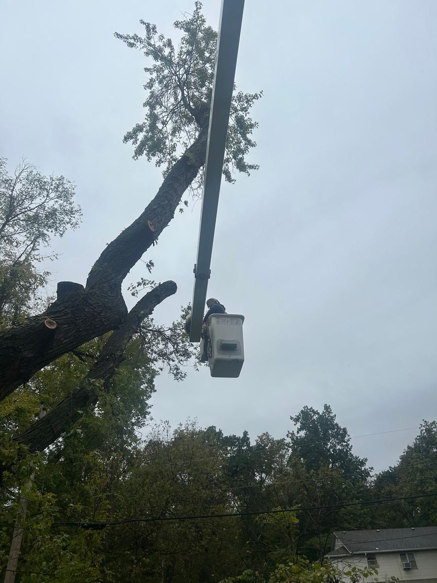 Tree Trimming for Cross Family Tree Service in Kearney, MO