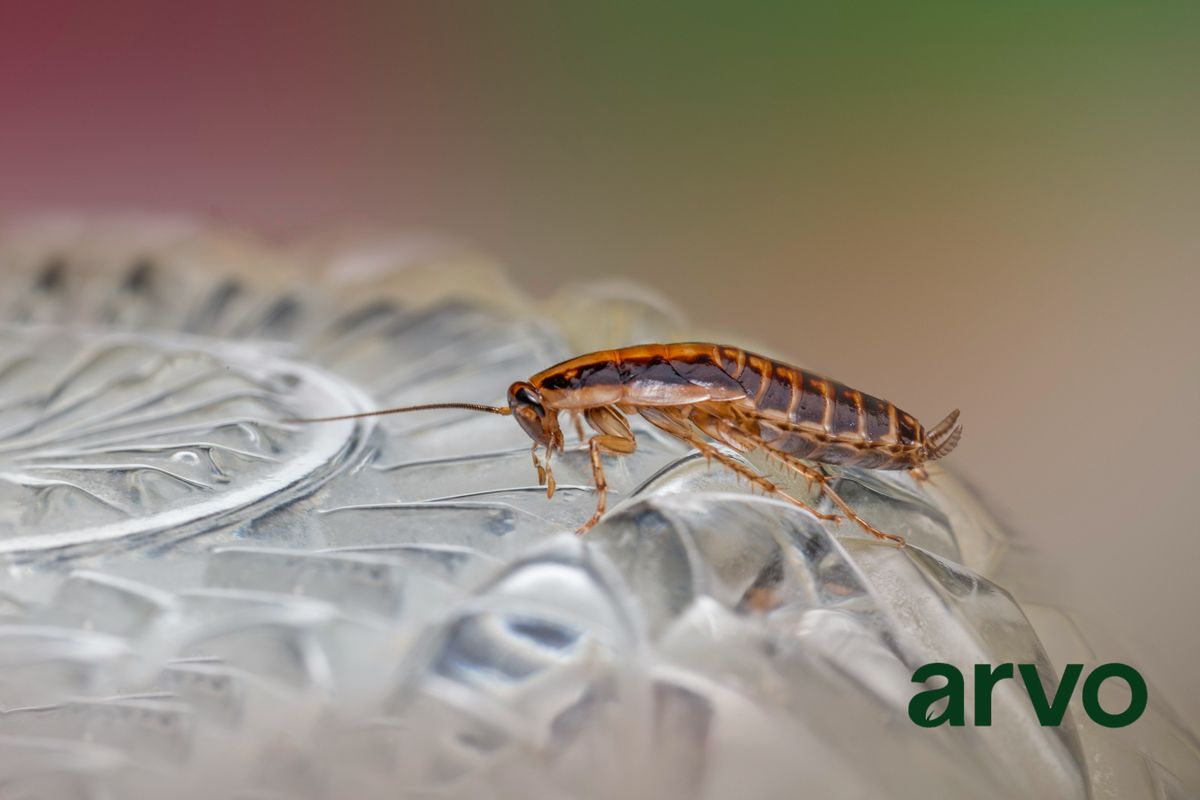 Specialty Services for Arvo Pest Control in Sandy, UT