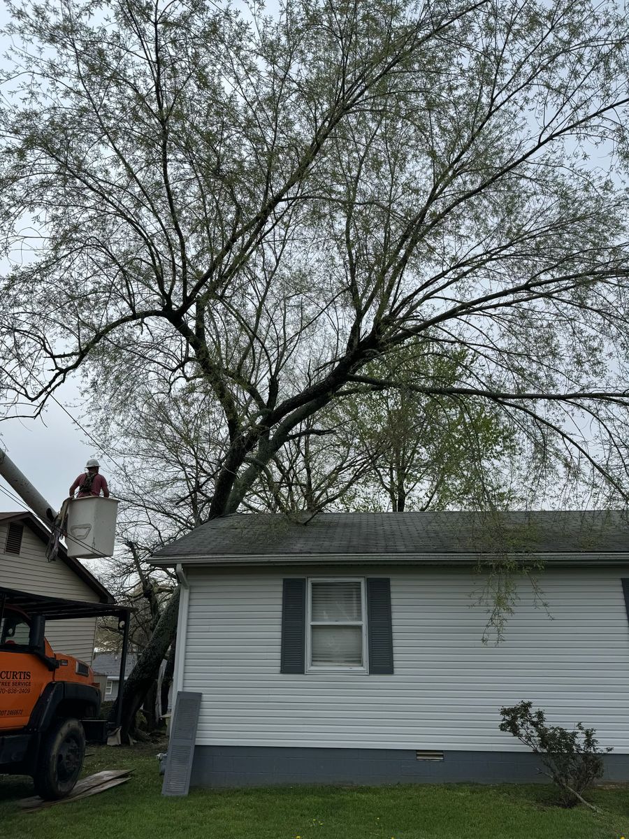 Tree Trimming for Curtis Tree Service LLC in Hopkins County, KY