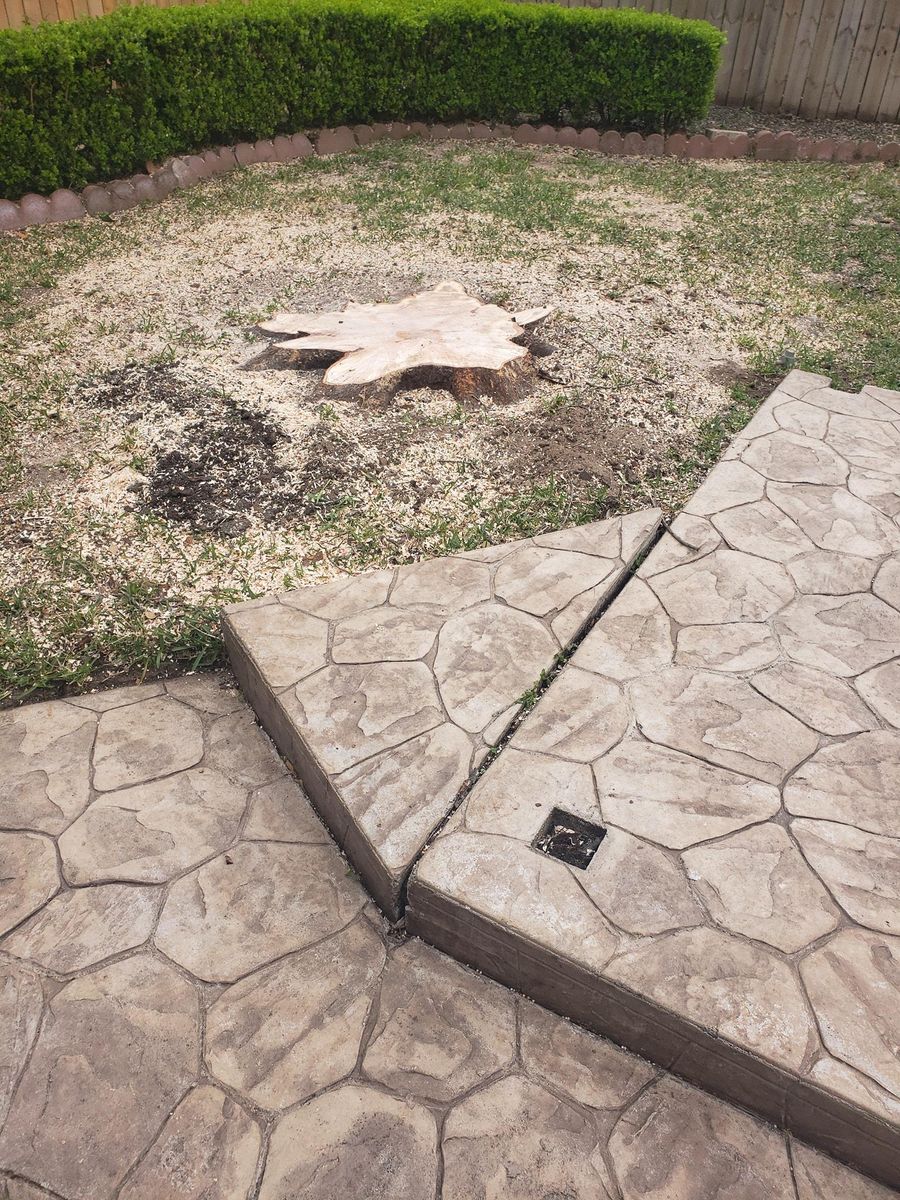 Tree Removal for Servin's Tree Care  in Houston, TX