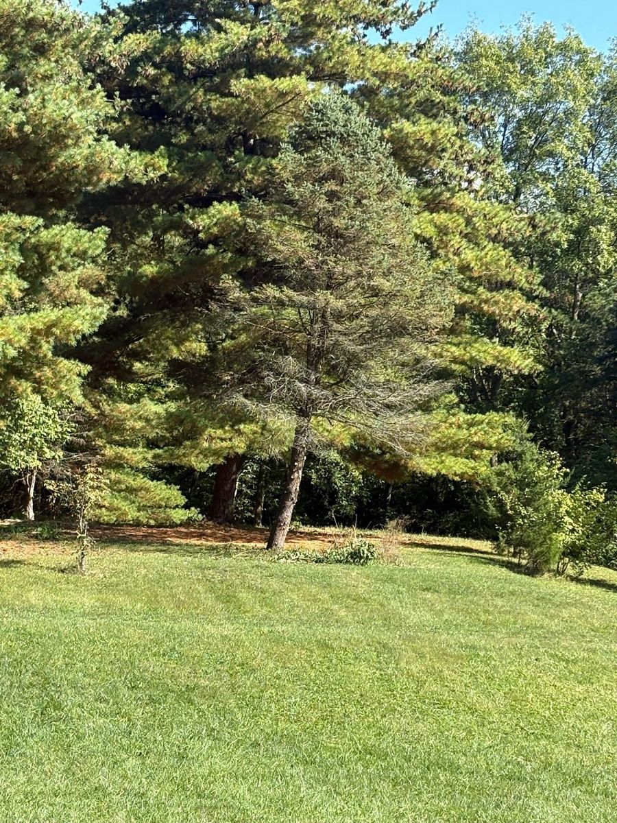 Tree Trimming for Dig-It Tree Company in Mason, OH