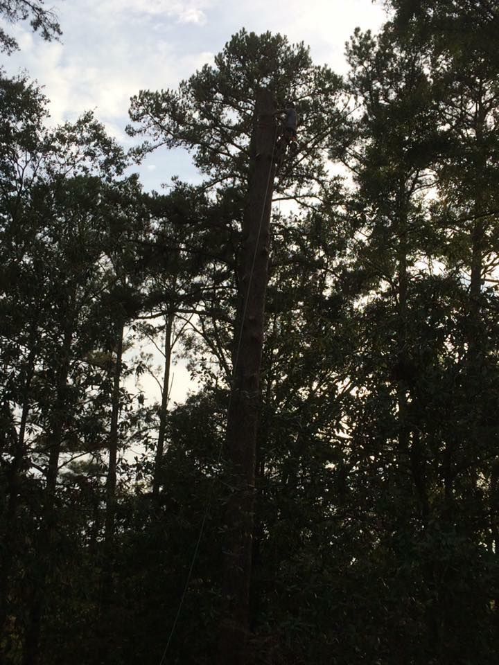 Tree Trimming for Jeff’s Tree Service in Southside, AL