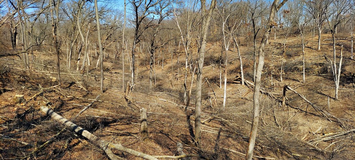 Large-Scale Mowing & Vegetation Management for Bluffside Forestry in Cedar Rapids, IA