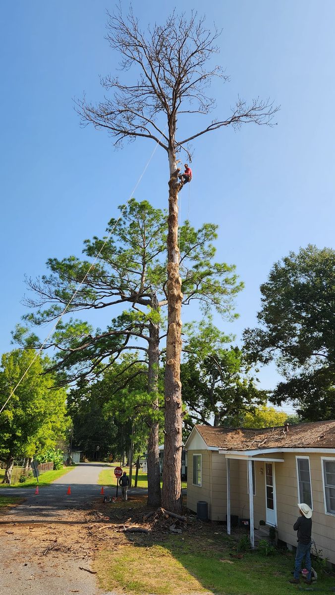 Tree Trimming for Ken's Elite Cutters LLC  in Breaux Bridge, LA