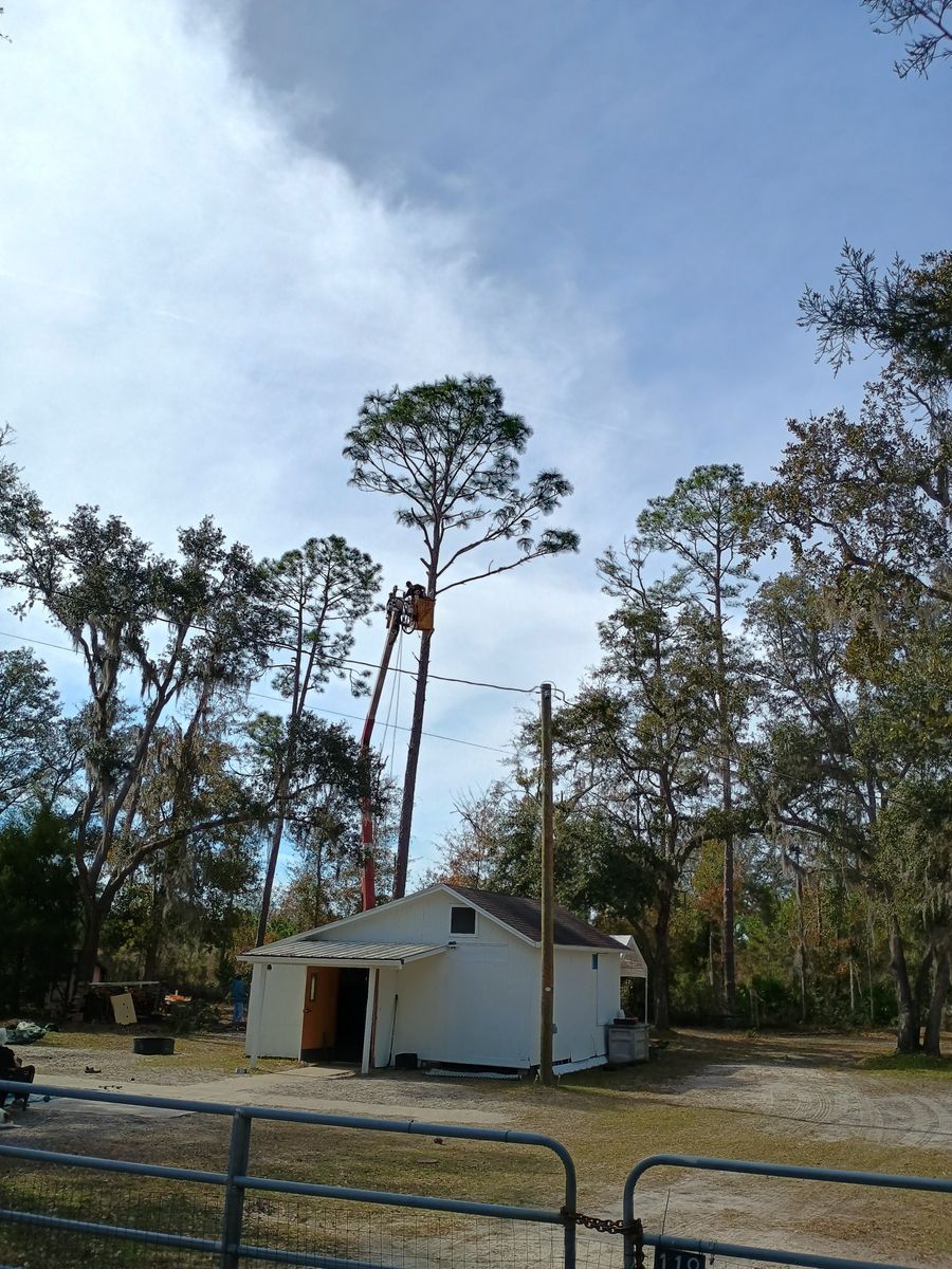 Tree Removal for Asbell's Tree & Land Services in Gilchrist County, FL