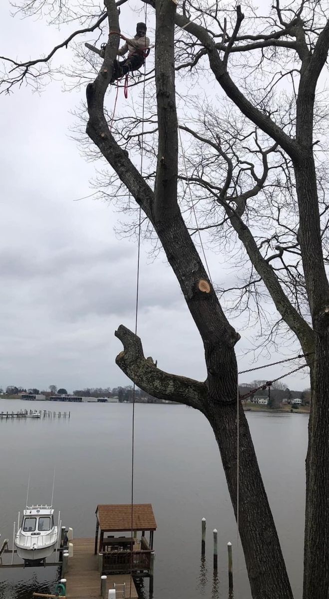 Tree Removal for Branch Out Tree Care LLC in Fredericksburg, VA
