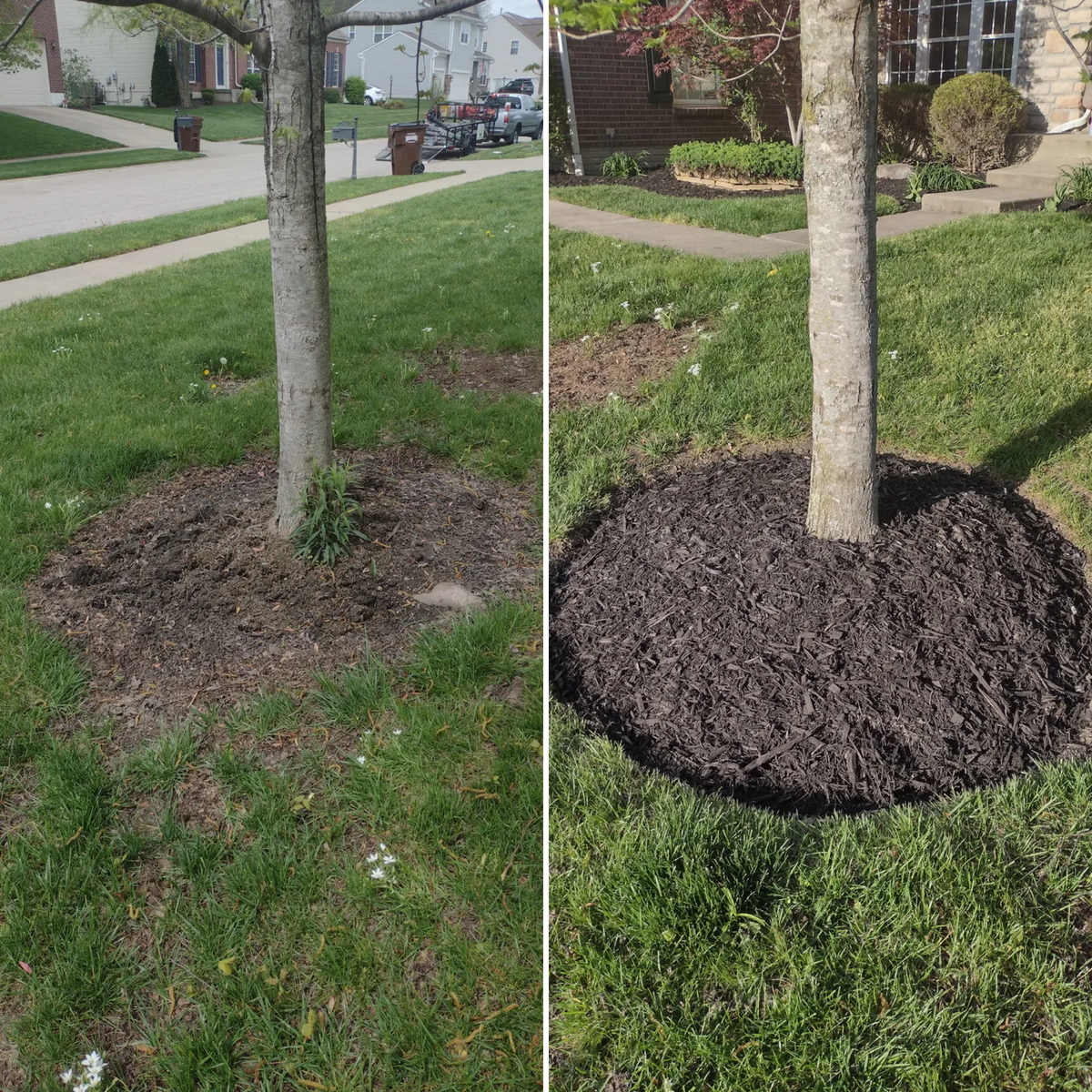 Mulch & Pine Straw Installation for Green Shoes Lawn & Landscape in Cincinnati, OH