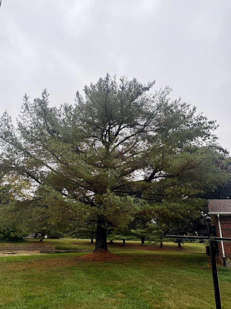 Tree Trimming for Dig-It Tree Company in Mason, OH