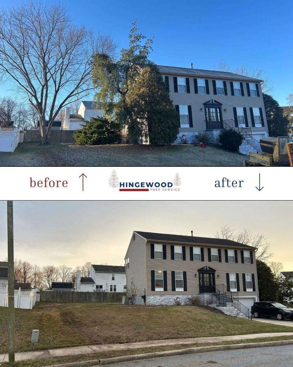 Tree Removal for Hingewood Tree Service in Salem, NJ