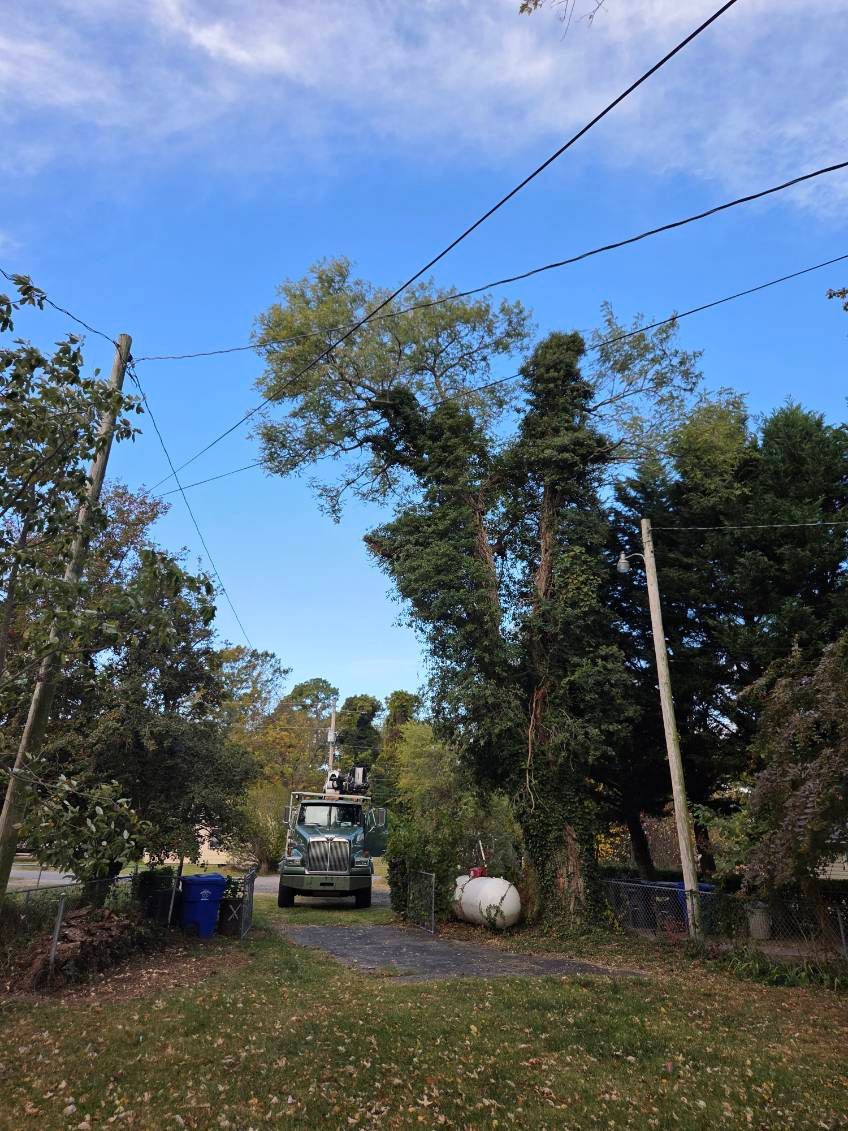 Tree Removal for Alexander's Tree Service  in Newburg,  MD