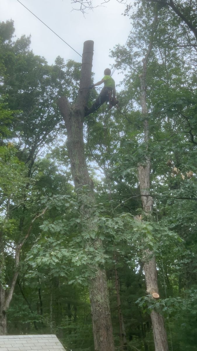 Tree Trimming for G&M Property Service in Attleboro, MA
