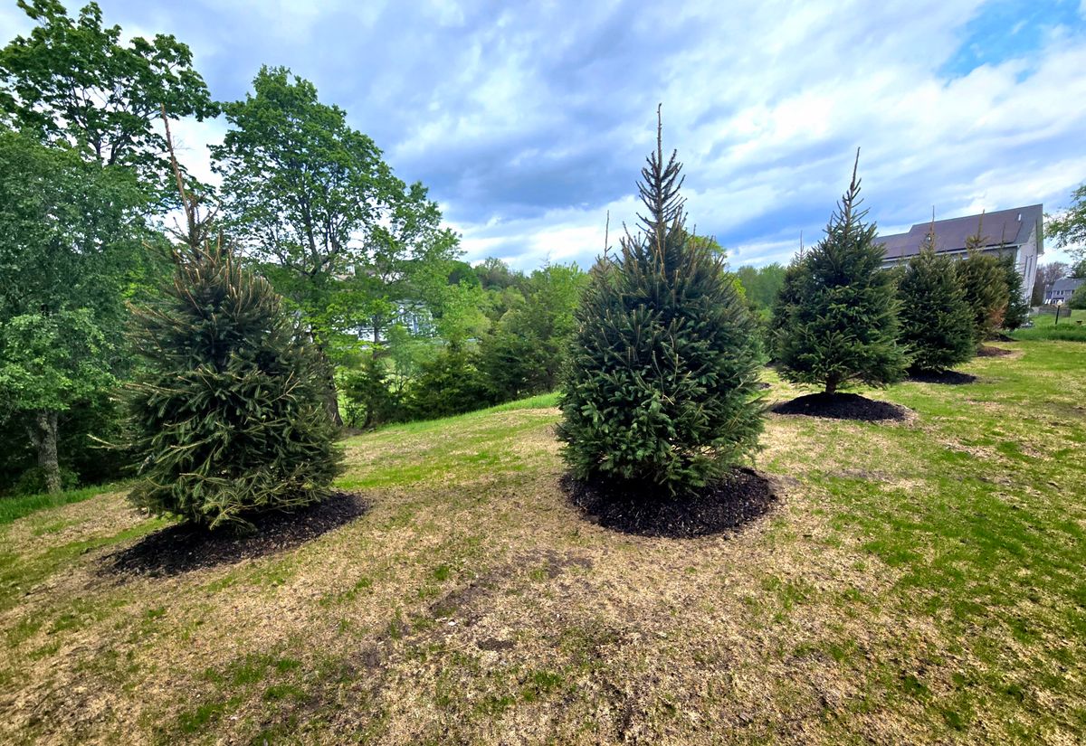Planting & Pruning for Tony Monaco Landscaping Inc. in Orange County, NY