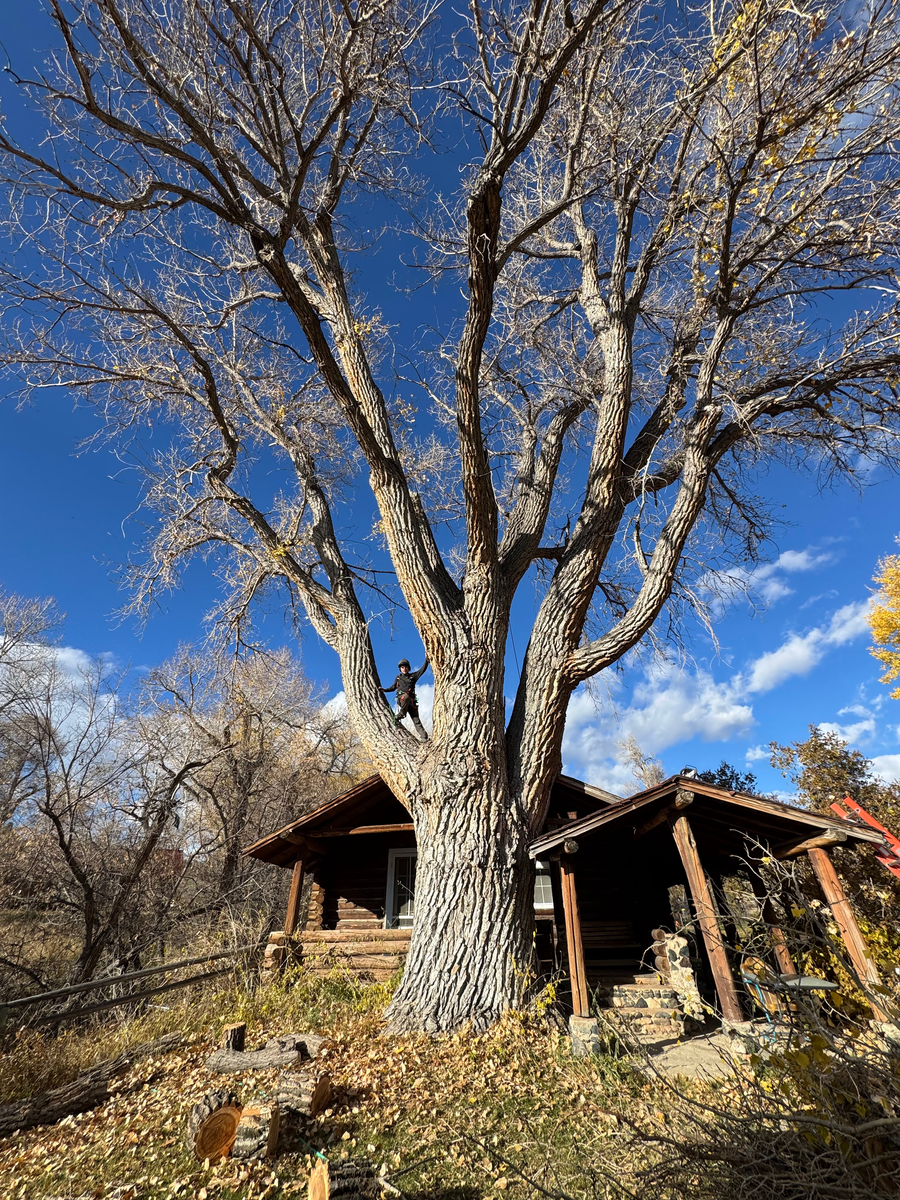 Tree Lifting for Clean Cut Tree Service in Gillette, WY