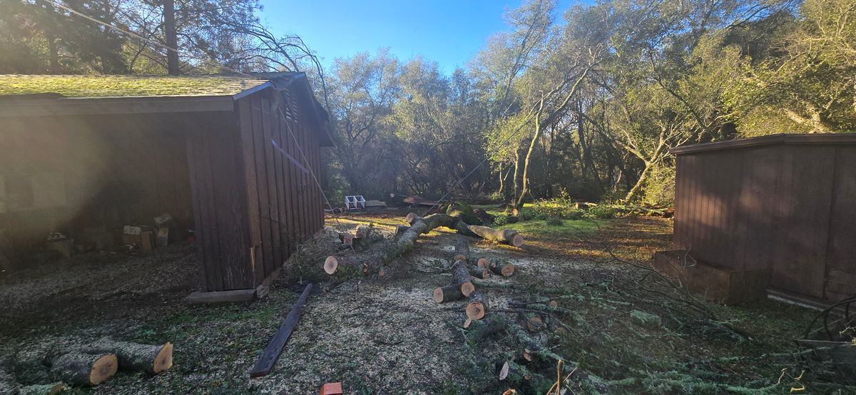 Storm Damage for George Staddan's Professional Tree Care in Placerville, CA