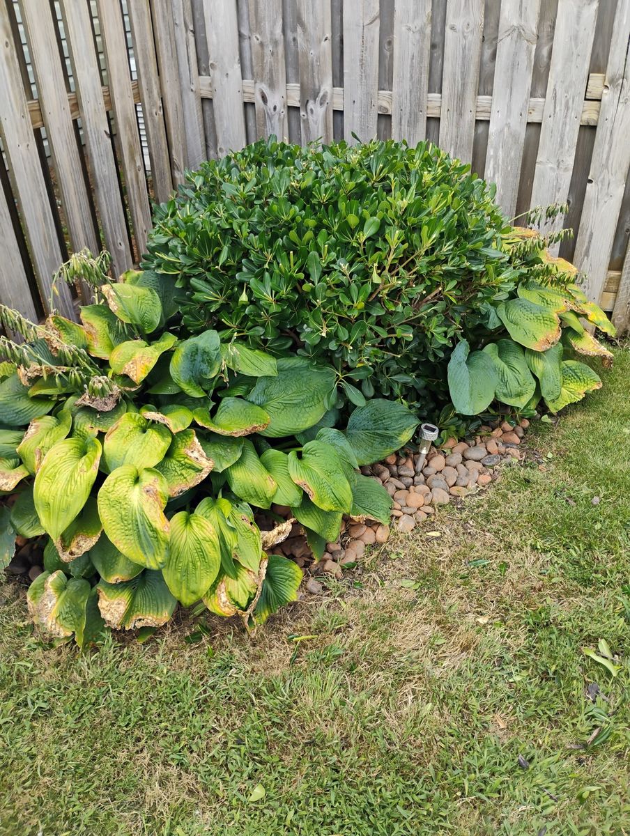 Flowerbed Maintenance for Lindsey's Lawn Care in Inman, SC