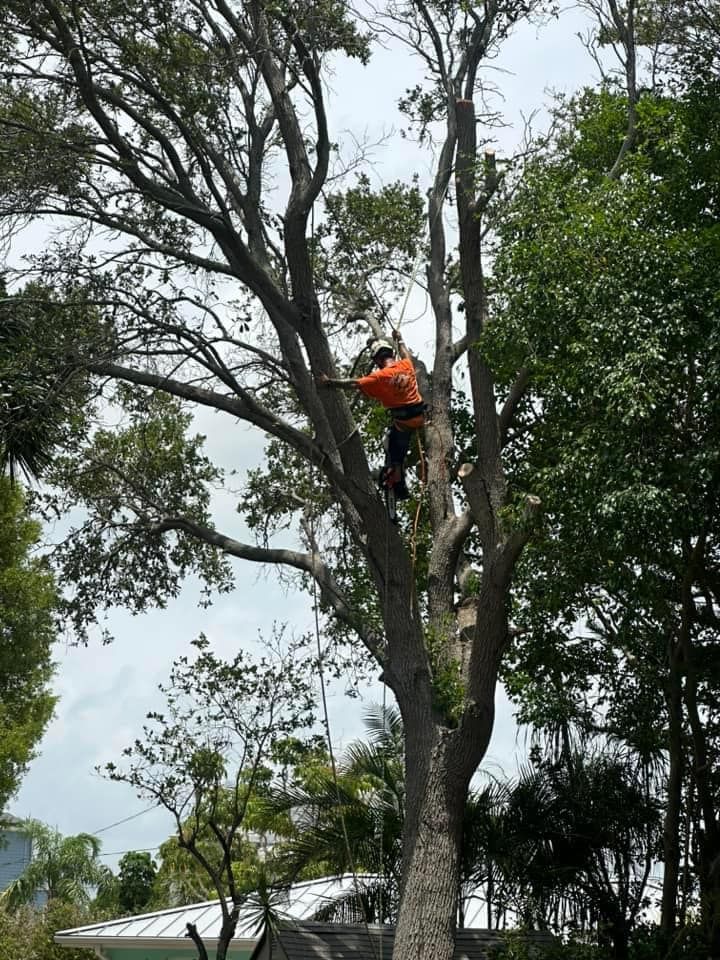 Tree Trimming And Removal for Team Tolson Landscape in Tampa Bay, FL