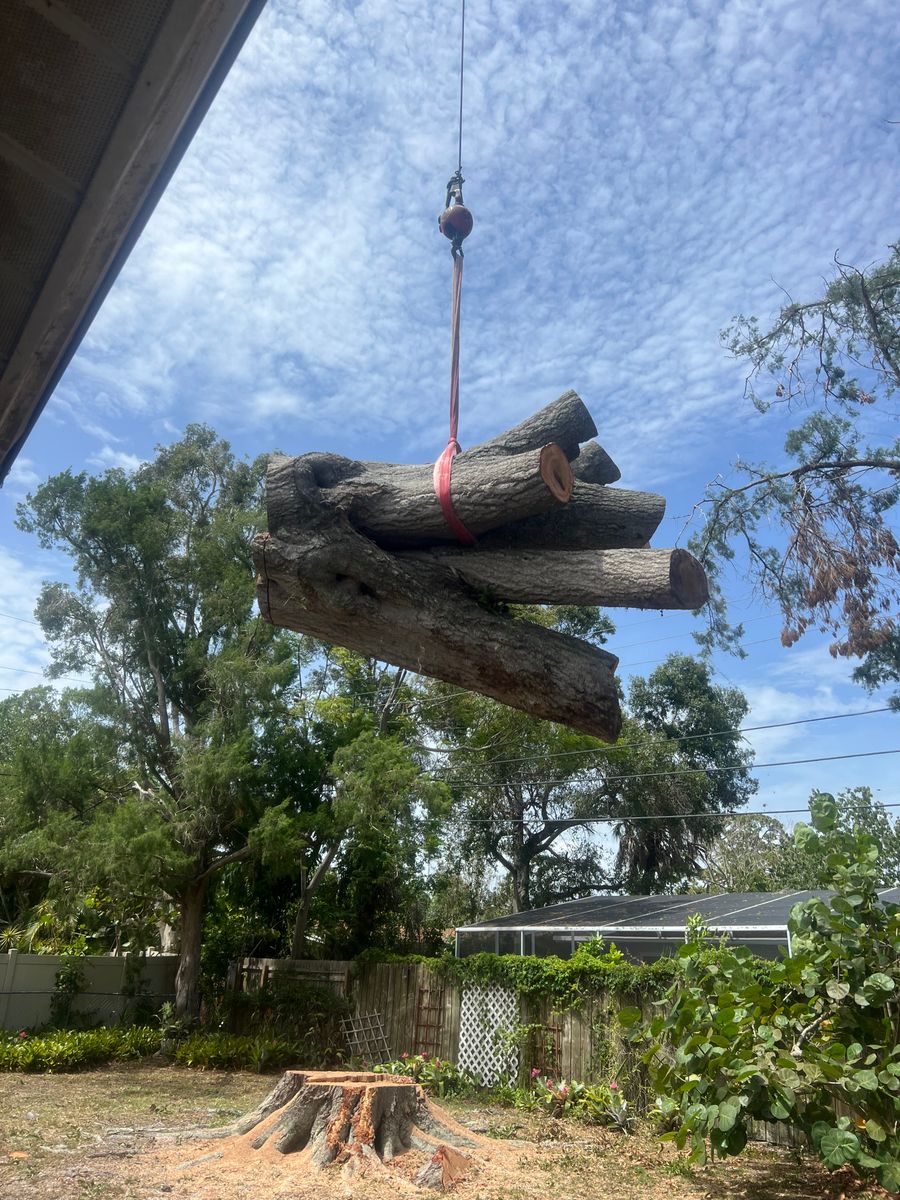 Tree Removal for Adam's Tree and Stump Care in Bradenton, Florida