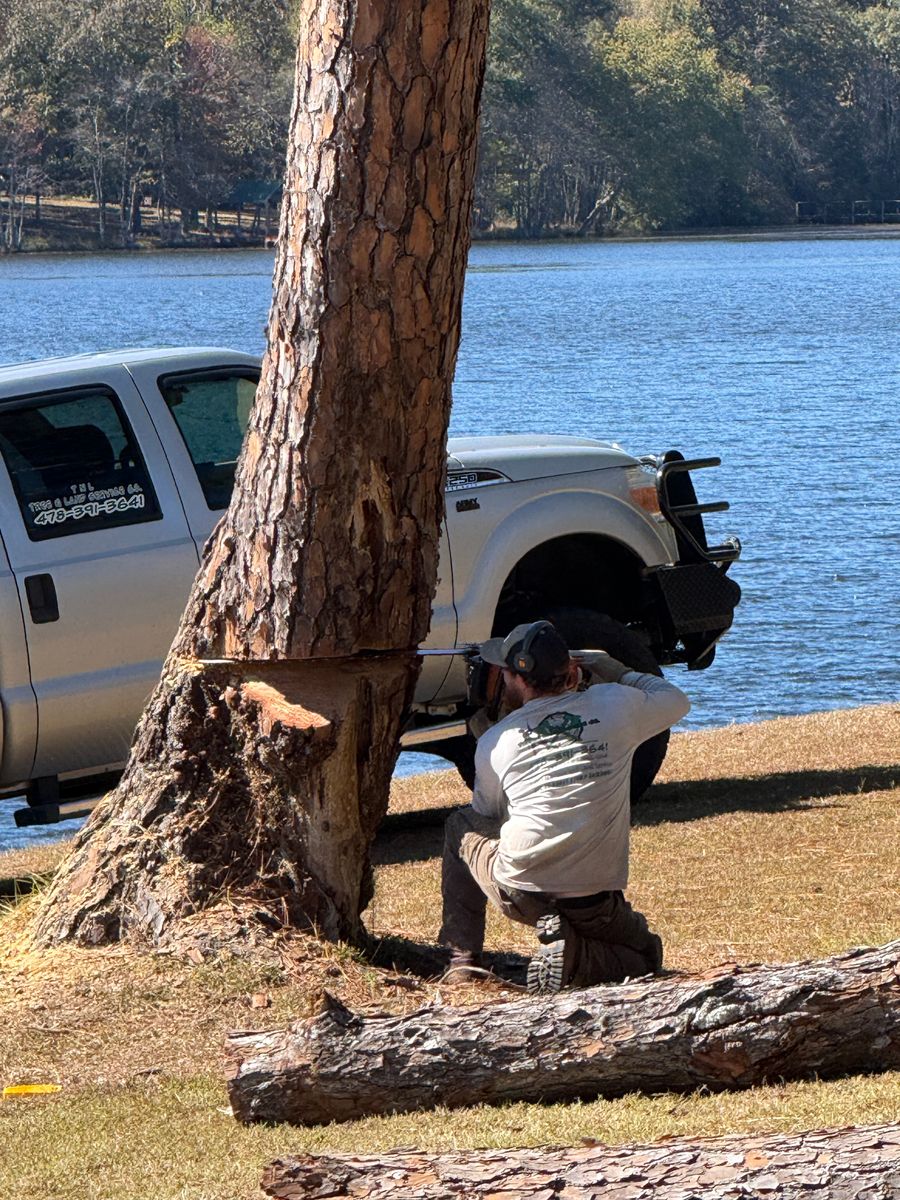 Tree Trimming for T N L - Tree and Land Service in Reynolds, GA