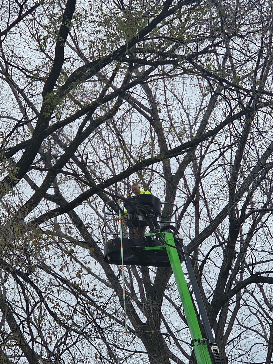 Tree Removal for Minnesota Seasonal LLC in Corcoran, MN