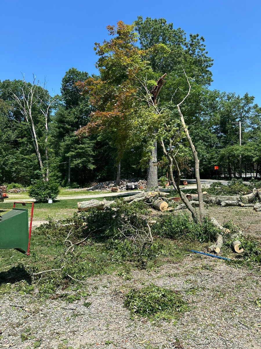 Tree Trimming for Silver City Tree and Landscape in Taunton, MA