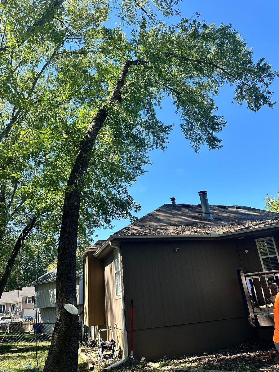 Tree Trimming for Cross Family Tree Service in Kearney, MO