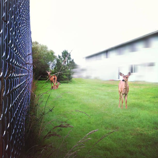 Deer Fencing for Pine Mountain Restoration in Howard, PA