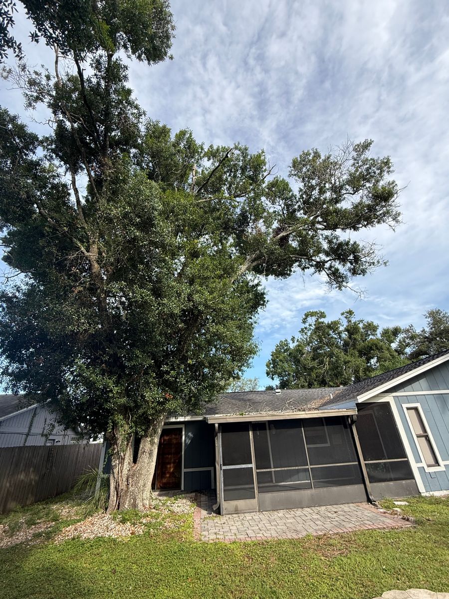 Tree Trimming for Damian’s Tree Care in Sarasota, FL