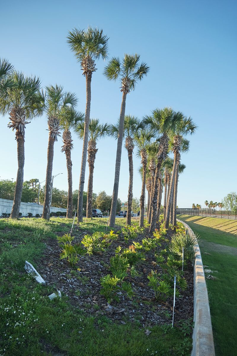 Landscaping for Arazoza Brothers Corporation in Miami, FL