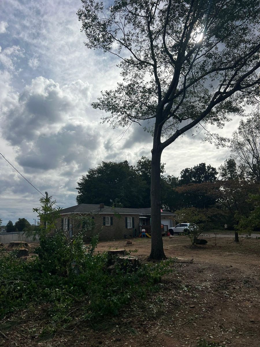 Fall Clean Up for Brooks Tree Service, LLC in Casar, NC