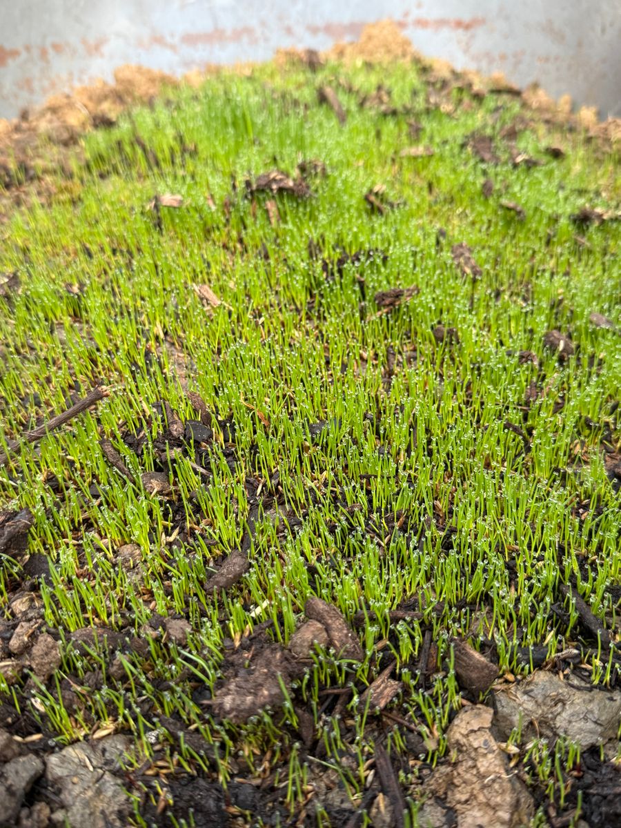 Fertilization for Elite Lawn Care Solutions in Leavenworth, KS