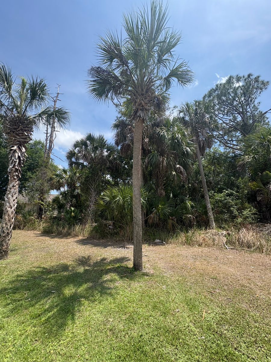 Trimming & Removal for R&R GreenWorks in North Port, FL