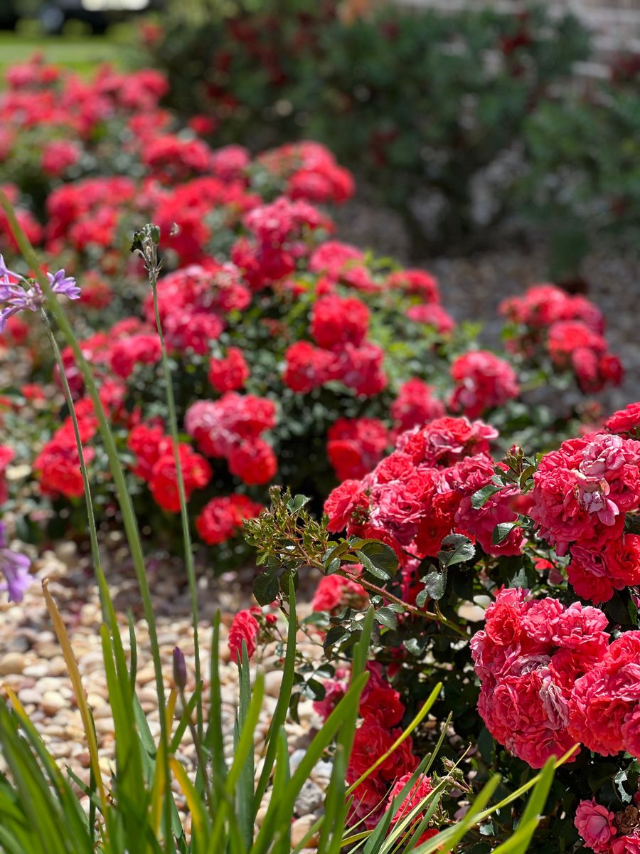 Landscape Design and Installation for Roberts Lawn & Landscape in Steinhatchee, FL