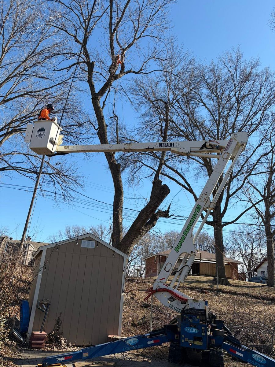 Tree Removal for Cross Family Tree Service in Kearney, MO