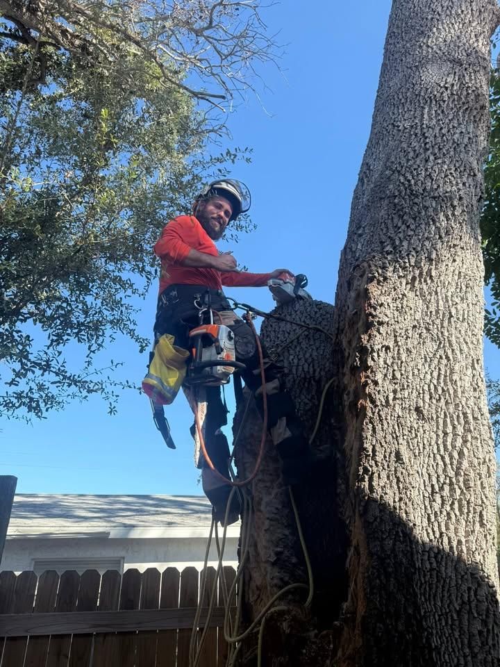 Palm Pruning for Damian’s Tree Care in Sarasota, FL