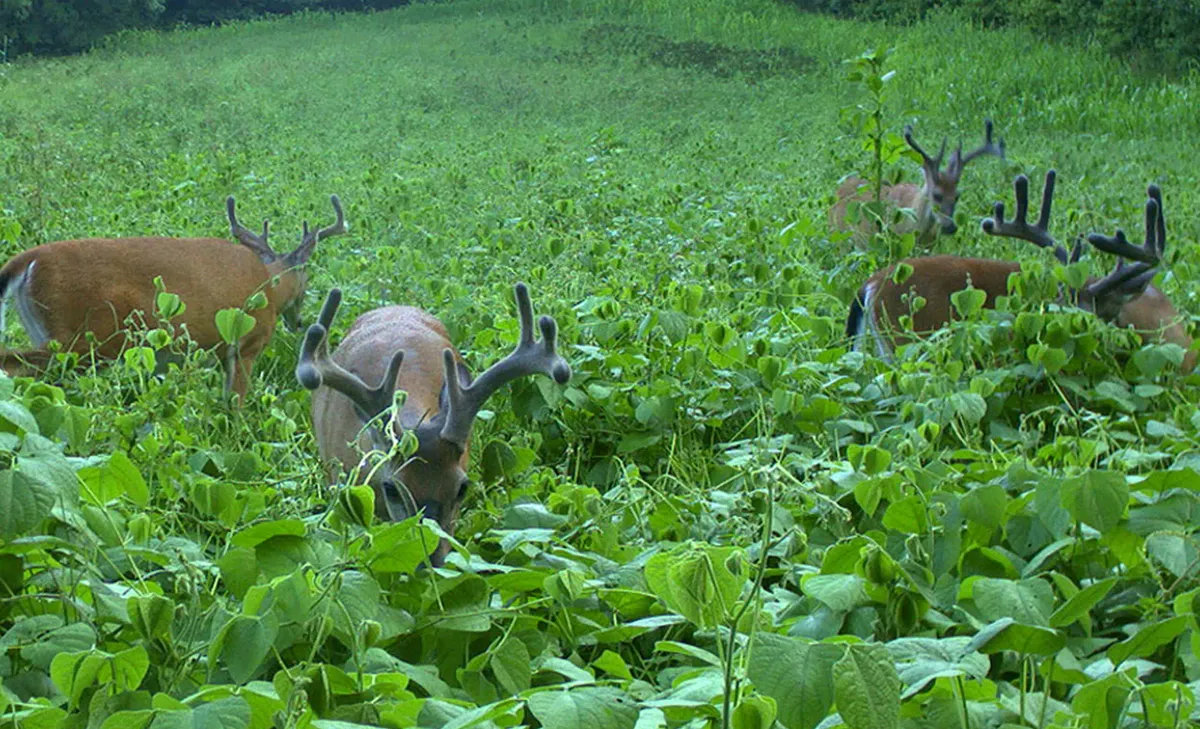 Hunting Food Plots for Moodys Skid Steer Service in Tunas, MO