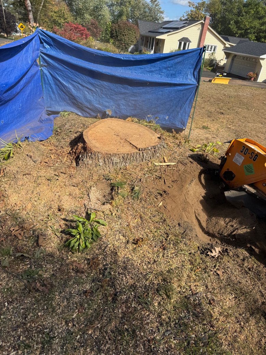 Stump Removal for Jills Stump Grinding and Firewood in Shelton, CT