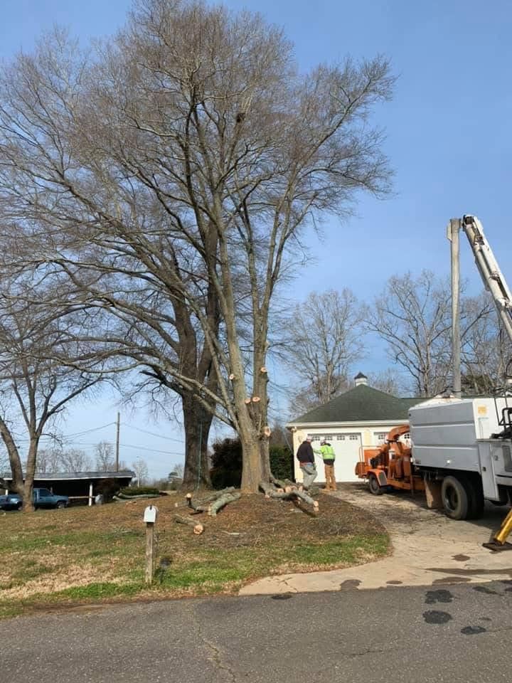 Tree Trimming for Brooks Tree Service in Casar, NC