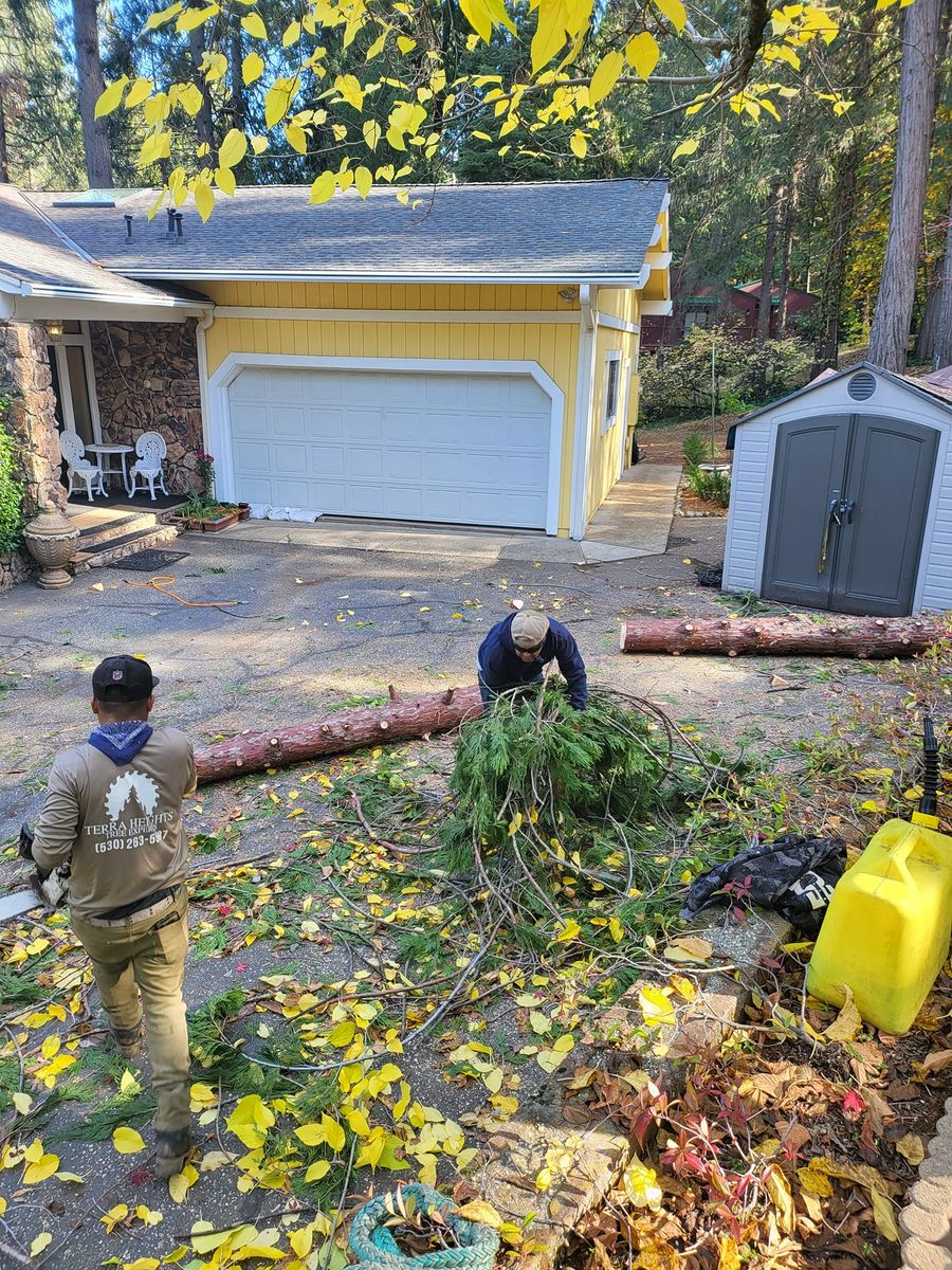 Fall Clean Up for Terra Heights Tree Experts & Landscaping  in Grass Valley,  CA