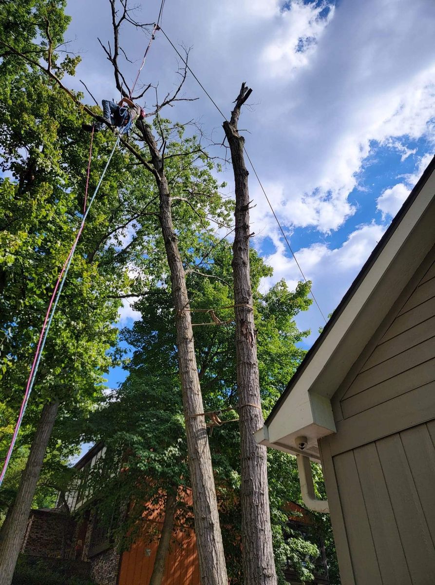Tree Removal for Highborn Tree Service in Wheatfield, IN