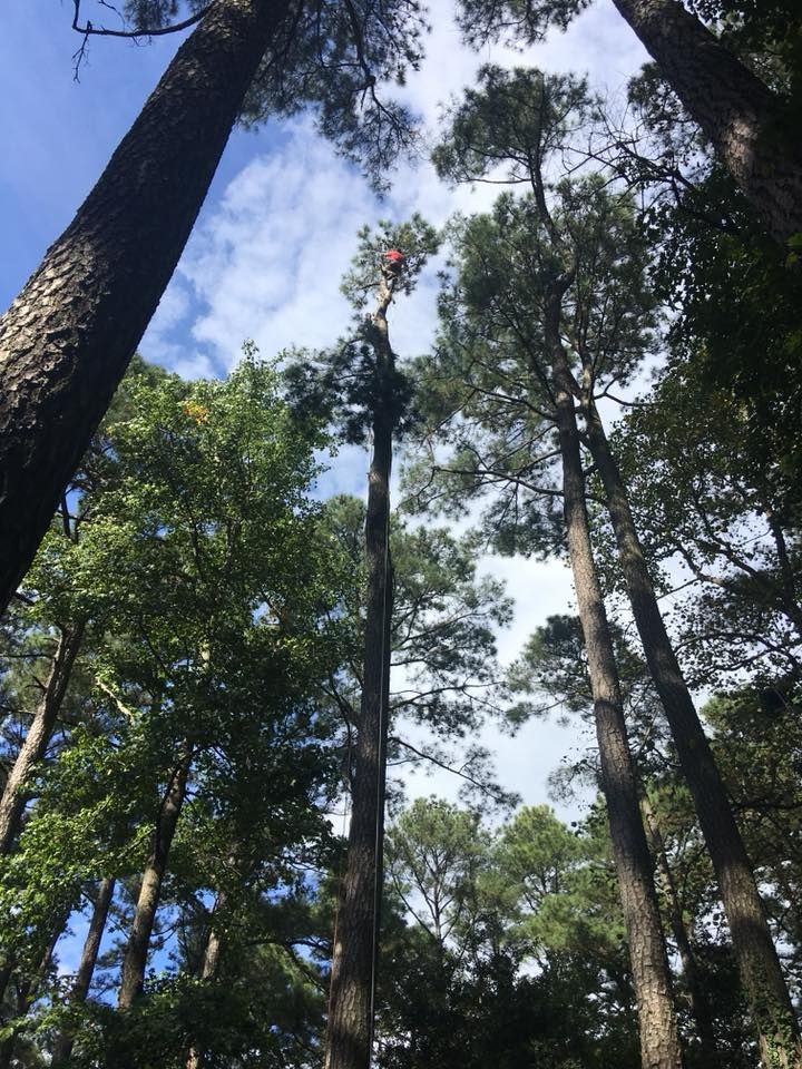Tree Trimming for Leonard’s Tree Service in Toano, VA